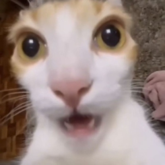 catcatkittenowo